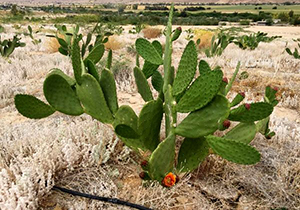 برداشت کاکتوس علوفه‌ای در لارستان