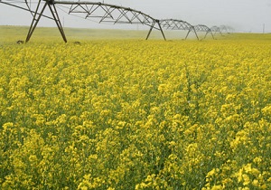 افزایش ناگهانی قیمت «ربگوجه» و «روغن» با وجود مجتمعهای عظیم کشت و صنعت/ صادرات به قیمت خالی شدن سبد مصرفی مردم افزایش ناگهانی قیمت «ربگوجه» و «روغن» با وجود مجتمعهای عظیم کشت و صنعت/ صادرات به قیمت خالی شدن سبد مصرفی مردم