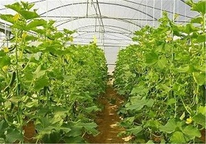 جذب ۵۹۰ میلیارد ریال تسهیلات اشتغال روستایی در بخش کشاورزی قزوین