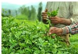 افزایش ۱۰ درصدی خرید برگ سبز چای از چایکاران شمال کشور