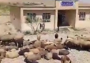 نگهداری گوسفندان در مدرسه!! + فیلم