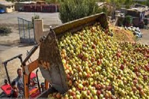 خدمت رسانی مردم یزد به زائران اربعین تا دپوی سیب درختی در کنارجاده&zwnj; + فیلم