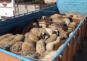 کشف ۵۶ رأس احشام قاچاق در طبس