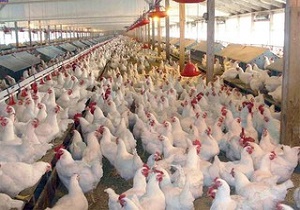 ۵۸ کانون بیماری طیور در سامانه پایش دامپزشکی خراسان جنوبی
