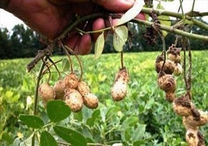 افزایش 40 درصدی کشت بادام زمینی در پارس آباد