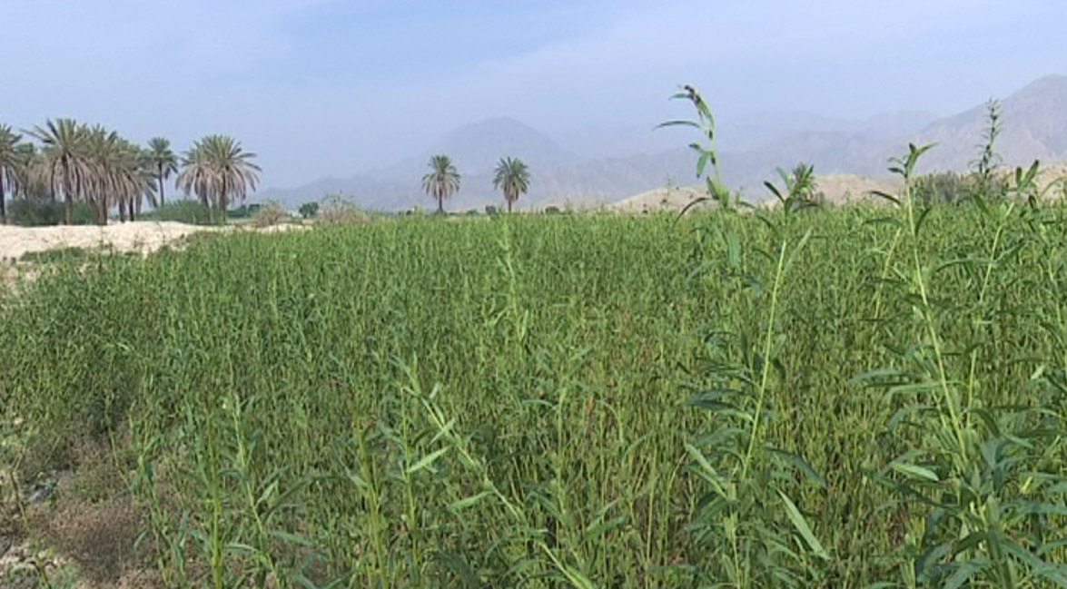 کنجدکاران استان بوشهر در حال برداشت محصول