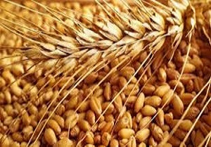 تولید ۱۱ هزار تن بذر گندم در قزوین