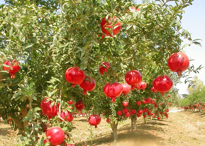 برداشت انارهای دانه مشکی در ارزوئیه