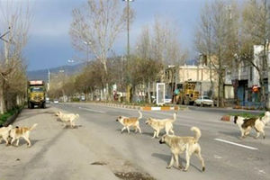 وجود سگ‌های ولگرد در کوچه و خیابان‌های فردیس کرج + فیلم