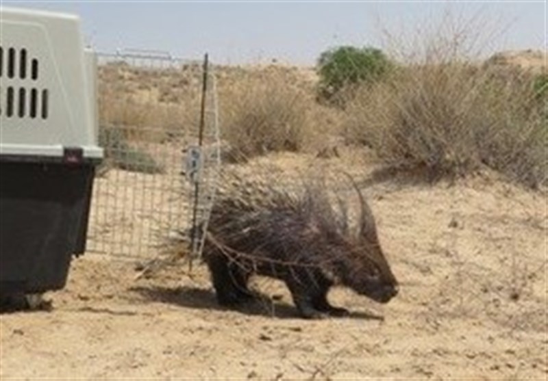 رهاسازی جانور سرتشی و دو بهله دلیجه در طبیعت