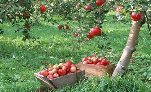 برداشت سیب در مهاباد با دو چهره زیبا وزشت