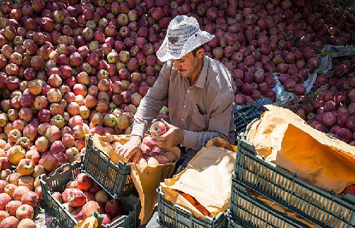 برداشت سیب در مهاباد با دو چهره زیبا وزشت