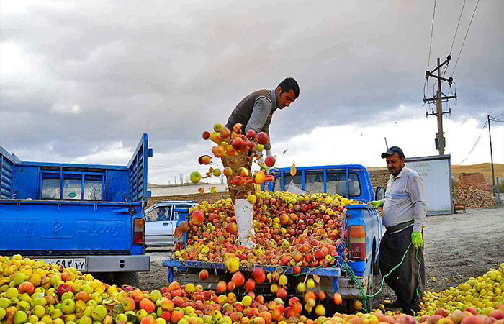 برداشت سیب در مهاباد با دو چهره زیبا وزشت