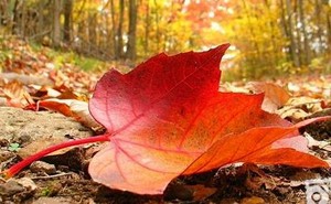 پنج فیلم اکران پاییزی را بشناسید+ تصاویر