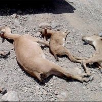 طاعون حیوانی تاکنون در تهران مشاهده نشده است