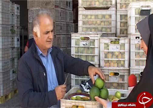 آغاز برداشت نارنگی نوبرانه پاییزی در مازندران