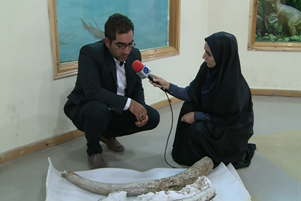 انتقال فسیل 20 میلیون ساله عاج فیل به موزه تاریخ طبیعی اردبیل