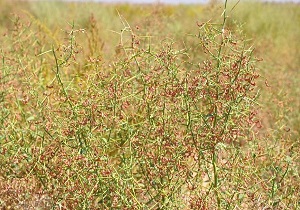 آغاز طرح توسعه مزارع خارشتر در استان سمنان