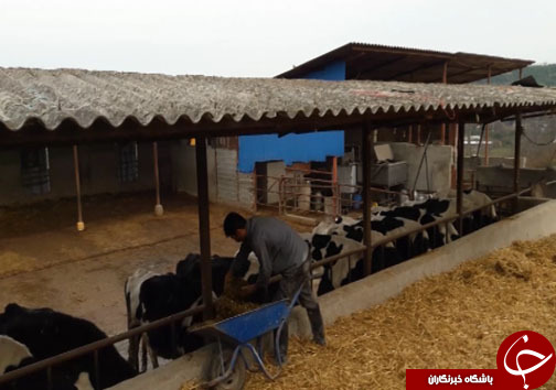 دامداران مازندرانی در حسرت تامین علوفه