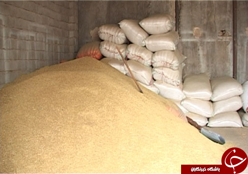 دامداران مازندرانی در حسرت تامین علوفه