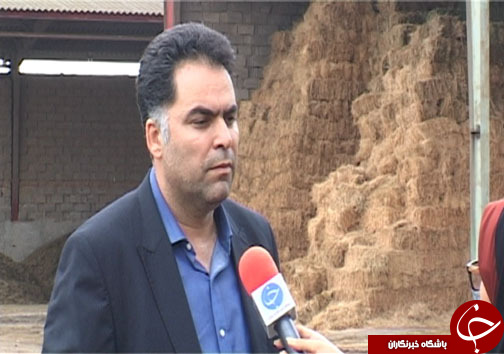 دامداران مازندرانی در حسرت تامین علوفه