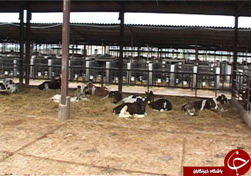 دامداران مازندرانی در حسرت تامین علوفه
