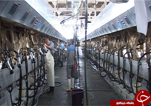 دامداران مازندرانی در حسرت تامین علوفه