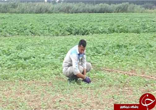 دامداران مازندرانی در حسرت تامین علوفه