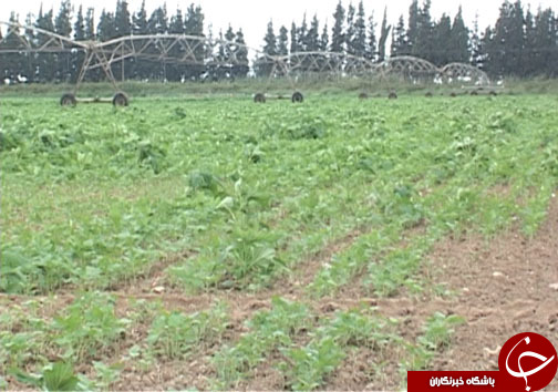 دامداران مازندرانی در حسرت تامین علوفه