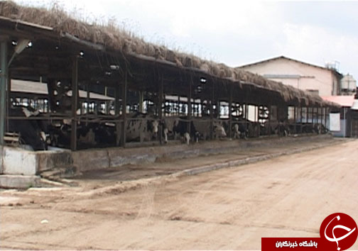 دامداران مازندرانی در حسرت تامین علوفه