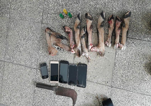 کشف لاشه دو راس بز کوهی از 5 شکارچی متخلف در شهرستان کوثر