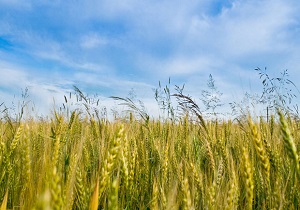 آغاز کاشت جو پاییزه در بویین زهرا