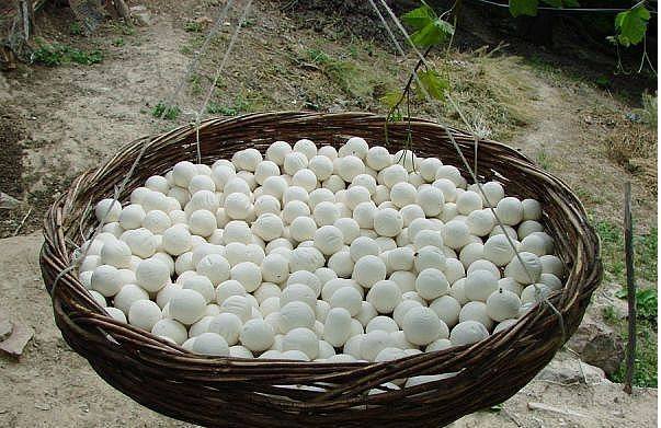 چرا شب&zwnj;ها نباید ناخن گرفت؟/ بهترین روش در درمان دردهای قاعدگی/ معجونی قوی برای رفع گاز معده/ با این ماده سفیدرنگ استخوان&zwnj;هایتان را محکم کنید