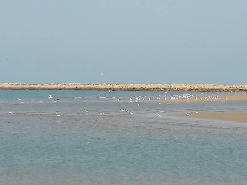 دوستداران طبیعت به استقبال از پرندگان مهاجر رفتند