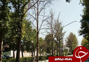 خشک شدن درختان چنار در خیابان های مراغه