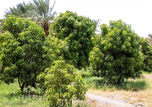 خشکاندن باغات در صحنه شایعه یا واقعیت؟