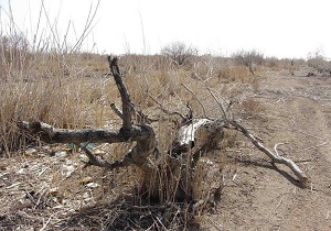 کشف بیش از هزار تن زغال چوب تاغ در استان سمنان