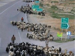 آغاز کوچ عشایر استان به مناطق قشلاقی