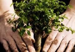 کاشت گونه‌های گیاهی کم آب خواه در نخستین اکوپارک کویری شهر یزد