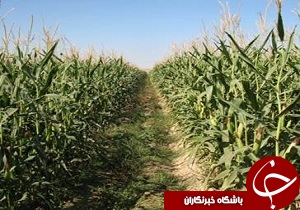 توزیع کود شیمیایی بین کشاورزان در رامهرمز