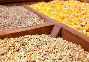 بهره مندی دامداران از سبوس یا قیمت مصوب