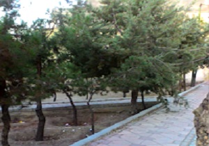 بی‌توجهی به درختان در بلوار سیمون بولیوار + فیلم