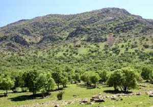 ۲۳۰ هکتار از مراتع کردستان با گیاهان دارویی غنی سازی می‌شود