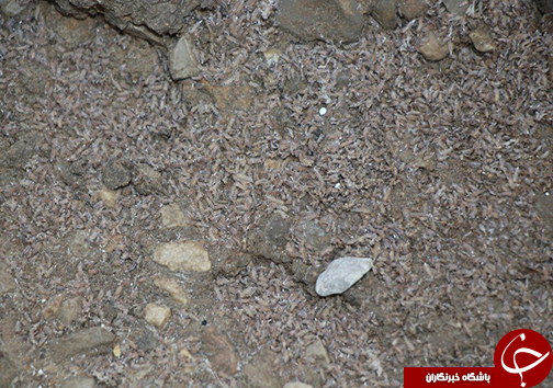 هجوم حشرات موذی به روستای دره مال مرودشت