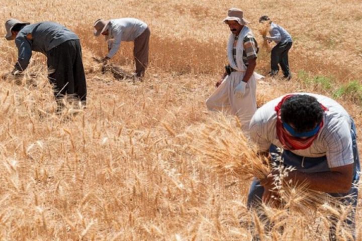 پرداخت ۵۰۰۰ میلیارد ریال مطالبات گندم کاران