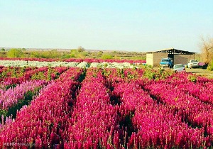 توسعه گردشگری در حمیدیه