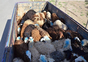 کشف بیش از ۳۰ رأس دام قاچاق در پاسارگاد