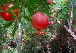 اولین جشنواره "هه نار" در کردستان برگزار می‌شود