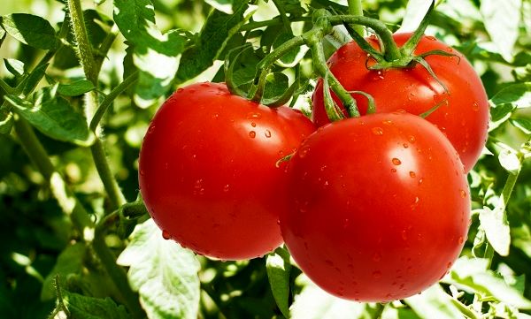 لاکچری&zwnj;ترین صیفی&zwnj; روزگار/دلیل گرانی گوجه فرنگی چیست؟