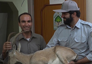 بز کوهی اشکنان به هرمود منتقل شد